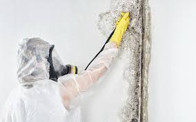 Why You Should Choose Our Mold Remediation Services in Suncrest, WA